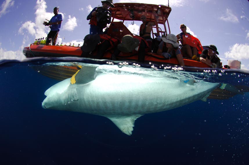 Tiger shark tagging